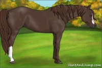 Horse Color:Liver Chestnut 