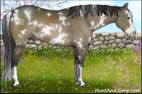 Horse Color:White Spotted Bay Dun Sabino Splash 
