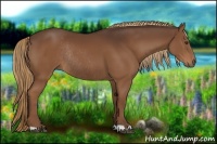 Horse Color:Liver Chestnut Rabicano 