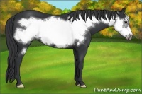 Horse Color:Black Frame 