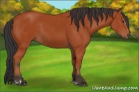 Horse Color:Bay Sabino Rabicano and Bay Sabino