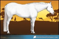 Horse Color:Liver Red Dun Appaloosa Brindle 