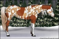 Horse Color:Bay Sabino Rabicano  and Gold Champagne Sabino Near Leopard 
