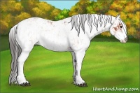 Horse Color:Bay Sabino Rabicano  and Bay Sabino Appaloosa Rabicano 