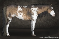 Horse Color:Liver Chestnut Sabino Rabicano and Bay Dun Sabino Rabicano