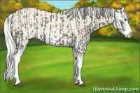 Horse Color:Smoky Grullo Splash Brindle  and Cremello Splash 