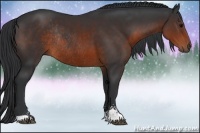 Horse Color:Brown Sabino Rabicano