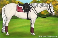 Horse Color:Cremello Splash  and Cremello Splash 