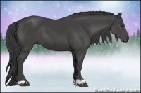 Horse Color:Smoky Black 