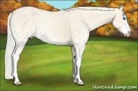 Horse Color:Cremello Splash and White Spotted Cremello Splash