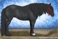 Horse Color:Black Rabicano 