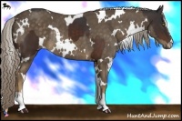 Horse Color:Bay Sabino Tobiano Rabicano  and White Spotted Chocolate Palomino Sabino Rabicano 