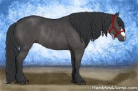 Horse Color:Black Rabicano 