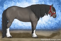 Horse Color:Grullo 