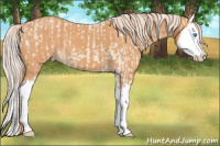 Horse Color:Cremello Splash and Gray Cremello Splash