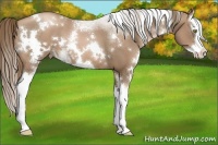 Horse Color:White Spotted Liver Chestnut Pearl Splash 