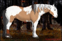 Horse Color:Bay Dun Sabino Rabicano  and White Spotted Bay Dun Sabino Rabicano 