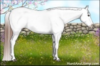 Horse Color:Red Dun Roan Appaloosa 