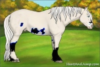 Horse Color:Cremello Splash  and Cremello Splash Frame 