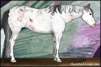 Horse Color:Bay Sabino 