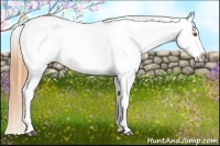 Horse Color:Buckskin Appaloosa