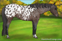 Horse Color:Brown Appaloosa  and Gray Brown Appaloosa 