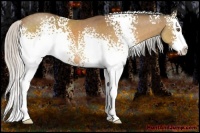 Horse Color:White Spotted Silver Buckskin Sabino Splash