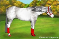 Horse Color:White Spotted Grullo Rabicano