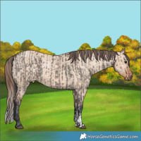 Horse Color:Grullo Sabino Rabicano Brindle  and Bay Dun Sabino Appaloosa Rabicano Brindle 