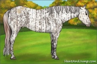 Horse Color:Grullo Sabino Rabicano Brindle  and Bay Dun Sabino Appaloosa Rabicano Brindle 