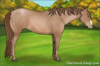 Horse Color:Bay Pearl 