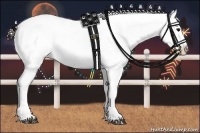 Horse Color:Brown Snowcap 