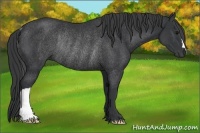 Horse Color:Black Rabicano 