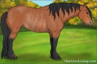 Horse Color:Bay Rabicano 