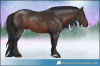 Horse Color:Brown Rabicano 