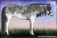 Horse Color:White Spotted Blue Roan Rabicano and White Spotted Blue Roan Frame Rabicano