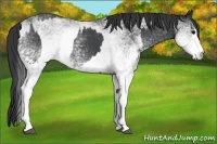 Horse Color:White Spotted Blue Roan Rabicano  and White Spotted Blue Roan Rabicano 