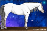 Horse Color:Liver Red Dun Appaloosa 