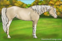 Horse Color:White Spotted Liver Red Dun Pearl Sabino Brindle 