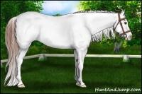 Horse Color:Chestnut Appaloosa