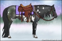 Horse Color:White Spotted Black