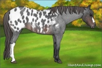 Horse Color:Brown Roan Appaloosa