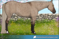 Horse Color:Liver Red Dun Brindle 