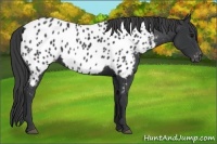 Horse Color:Black Appaloosa
