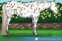 Horse Color:Liver Red Dun Near Leopard Brindle 