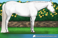 Horse Color:Liver Red Dun Appaloosa Brindle 