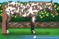 Horse Color:Liver Red Dun Near Leopard Brindle 