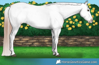 Horse Color:Liver Red Dun Appaloosa Brindle 
