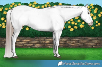 Horse Color:Liver Red Dun Appaloosa Brindle 