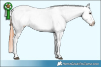 Horse Color:Brown Roan Dun Appaloosa 